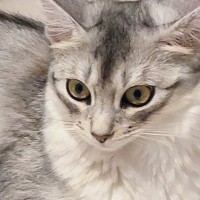 出かける気配を察知して『通せんぼしていた猫』→スルリと抜けられてしまい…『まさかの表情』が話題「早く帰りたくなるねｗ」「かわよい抵抗」