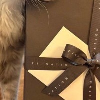 病気を乗り越えた保護猫→里親さんから『現在の様子』が送られてくると…可愛すぎる光景に３万いいね「あざとい」「表情がとってもいい」
