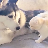 『犬に育てられた猫』→犬が毛づくろいをしていると…『尊すぎる光景』が4100万再生「なんて平和なんだ」「あまりにも癒されて涙が出た」