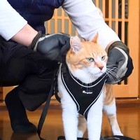 ママがお出かけ中、猫が『パパと散歩』に行くことになった結果…笑ってしまうやり取りが37万再生「声出して笑ったｗ」「お父さん最高ｗ」