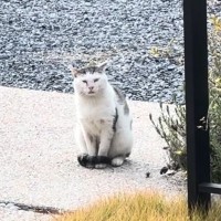 外で頑張り続けた『傷だらけのボス猫』が保護されて…涙あふれる『物語の結末』に感動の声「胸がいっぱいに」「泣いてしまった」と20万再生