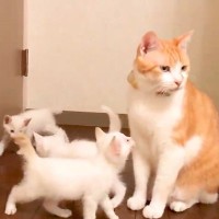５匹の保護子猫と初対面した先住猫→まわりを囲まれてしまい…予想外な『はじめましての光景』が78万再生「最後乗られてるしｗ」「ママか」