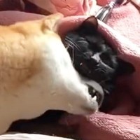 柴犬が『猫に甘えているところ』を見られた結果…笑えるほど『気まずそうな反応』が265万再生「たまらなくいい表情ｗ」「浮気がバレたとき」