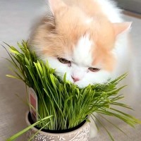 いつもは温厚なネコ→大好物の『猫草』を前にした瞬間、性格が…想像以上の『豹変っぷり』に「肉食動物かのよう」「めちゃくちゃ食べるね」の声