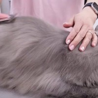 長毛猫をプロがシャンプーした結果→『毛の色』が変化して……『劇的なビフォーアフター』に「衝撃だね」「大人しくて可愛らしい」と反響