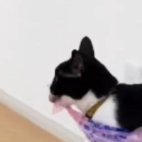 ボールが取れなくなってしまった猫→予想外の『力技すぎる行動』に爆笑の声「セールの帰りかなｗ」「すごい力持ちｗ」と20万再生