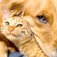 仲良しな大型犬とネコ→まるで本当の兄弟のようで…尊すぎて『ずっと見ていたくなる光景』が14万再生「最高に心癒される」「愛が伝わる」
