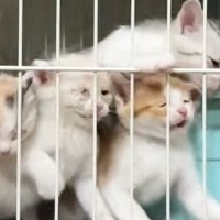 腹ペコで『元気に鳴いていた子猫たち』→満腹になった結果…『尊すぎる変化』に「ちょっと眠そうｗ」「可愛いがいっぱい」と反響