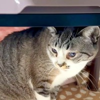 『コタツを愛してやまない猫』→片付けようとしたら、全然離れなくて…『微笑ましい展開』に反響「愛が強いね」「ハイになっちゃったｗ」