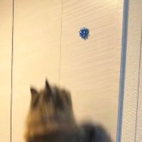 壁にリボンを貼って『猫がどこまでジャンプできるか』挑戦→目標が高くなりすぎた結果…可愛すぎる行動に反響「助走なしですごい」「頑張ったｗ」