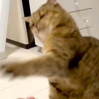 激しい動きをしていた猫→ママに叱られて、猫パンチで反撃かと思いきや…想定外の『微笑ましい光景』に「届きそうで届かない」「たまらん」の声