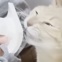 息子のことが大好きな猫→『ブラッシング』してもらうと…幸せいっぱいな『微笑ましい光景』に「本当に好きなんだねぇ」「ラブラブで尊い」と反響