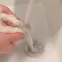 うんちを引っ掻いてしまった子猫→おててを洗うため、洗面台に連行した結果…まさかの光景に「お顔が可愛すぎる」「爆笑しちゃった」と49万再生