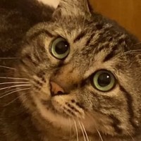 『苦手な人』が目の前に現れたら、猫は……分かりやすすぎるリアクションに爆笑「動きがなめらかｗ」「進化系コミュニケーション」と33万再生