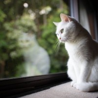 『有名キャラクター』のモデルとなっている猫種10選　実在する種類がモチーフに？意外な設定をご紹介