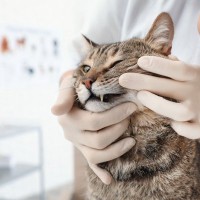 猫の『牙がはみ出ている』ときに考えられる原因6つ　放置しても大丈夫？受診の判断基準まで