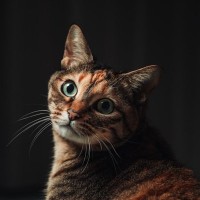 猫と生活する家で『停電』が起きたときの対策3つ　暑い季節に必要な準備や注意すべきポイント