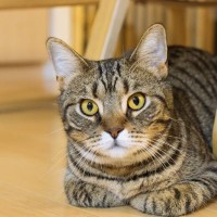 猫は具合が悪いときも『喉をゴロゴロ』鳴らすの？　リラックス時との違いや見分けるポイントまで解説