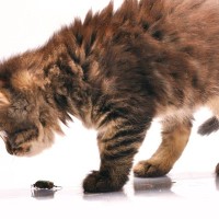 猫と暮らす部屋に『ゴキブリ』がでたときの対処法4つ　愛猫が追いかけてるけど大丈夫？気を付けるべきことも解説