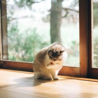 猫が『日光浴』を必要とする理由3つ　陽を浴びるメリットから注意点まで解説