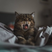 『あなたが寝ている間』に猫がしていること4つ　どんな過ごし方をしているの？注意すべきトラブルも