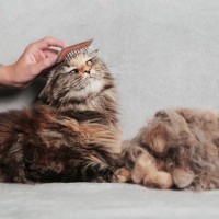 猫にとって迷惑な『やりすぎお世話』5選　逆効果になる理由や悪影響を及ぼすリスクまで