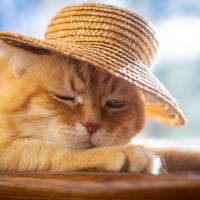 暑い季節に注意したい『熱中症になりやすい猫』の特徴4選　予防のポイントや室内環境の整え方も解説