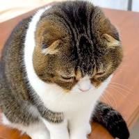 外出中のママを探し回る猫→帰りが待ちきれず、玄関で…見守りカメラがとらえた『健気な光景』に反響「愛情ニャルソック」「ママ大好きだもんね」