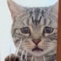 『飼い主が仕事に行く時の猫』→AIが作った理想と『実際の様子』を比べてみたら…まさかの光景に爆笑の声「切なすぎるｗｗ」「どちらも好きｗ」