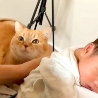 赤ちゃんのお世話をするパパ→猫が心配そうに近づいてきて…『思いやりにあふれた光景』が10万再生「優しさにほっこり」「涙が出た」