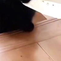 ルンルンで『階段を上ってきた黒猫』→『お口』に注目したら…たまらなく愛おしい光景に２万いいね「もちもちしてる」「うわー可愛すぎる」