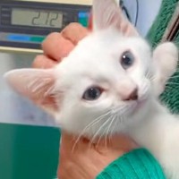 動物病院での診察中、ママにすがりつく子猫→成長した結果…愛おしすぎる『現在の光景』が23万再生「中身はまだまだ子供」「とってもえらい」