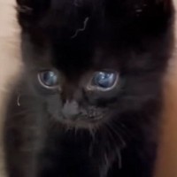 自宅の畑にいた『小さな黒猫』を保護→４年が経つと……心温まる『成長の記録』に「すっかり大きくなったね」「じーんときた」と感動の声