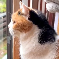 朝起きてお水を飲む三毛猫→窓辺に移動すると……尊すぎる『朝のルーティン』に「全てにおいて偉い」「何してても可愛い」と心奪われる人が続出