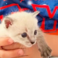 小さな男の子と子猫→仲良くなり、10か月が経つと…本当の兄弟のような『素敵な光景』が58万再生「いつまでも見ていたい」「成長したね」