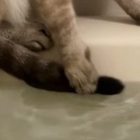 湯船に『しっぽ』が浸かってしまったことに『気づいた猫』…『まさかの行動』が136万再生「自分の意思で動かないｗ」「必死なのが伝わるｗ」