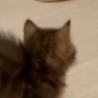 お兄ちゃん猫と『見つめあう子猫』→突然走り出して…まさかの『可愛すぎる逃げ方』が30万再生「スタタタタ」「速すぎて笑ったｗ」と反響