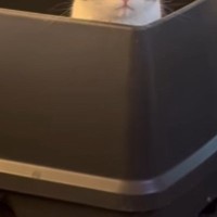 トイレに入っていた猫→『表情』を見ると…思わず笑ってしまう『一生懸命な様子』が67万再生「出たんちゃうんｗ」「なんて可愛いんだ」