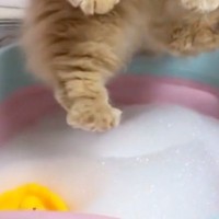 猫を『泡風呂』に入れてシャンプーした結果…4800万再生された『尊すぎる光景』に「とってもかわいいｗ」「やるなぁｗ」と癒される人が続出