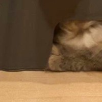 ステップ台の中に『入り込む猫』→飼い主に呼ばれると、『小さな穴』から…まさかの光景に１万いいね「サイズ感ばっちりｗ」「可愛くて無理」