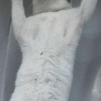 ふと網戸を見たら、上のほうで『猫』が……『まさかの光景』に爆笑の声「勝ち誇ったようなｗ」「スパイダーニャン」「すごい運動神経」と話題に