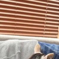 『もはやマタタビ？』ソファでくつろぐパパを見たら、『猫たち』が…『モテモテすぎる光景』に「えー凄いｗ」「あたたかいのかなｗ」と話題に