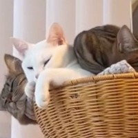 飼い主のたった一言で『熟睡していたはずの猫たち』が……直後の『驚きのリアクション』に爆笑の声続出「表情がツボｗ」「威力がすごいｗ」
