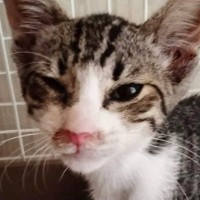 真夏のアスファルトで『虫の息だった子猫』が、現在…見違えるビフォーアフターに感動の声続出「よかったよかったー」「本当にイケニャン」