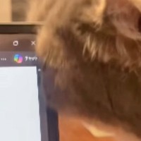 ノートパソコンの角に『顔を近づけた猫』→痒かったようで…『真剣な様子』が可愛すぎると反響「かいかいなのねｗ」「優しくかいてあげたい」