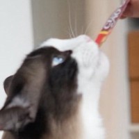 おやつをもらう先輩猫→となりにいた『後輩猫の表情』を見ると……キュンとくる光景に「鳥の雛かｗ」「待ちきれないのねｗ」と２万いいねの反響