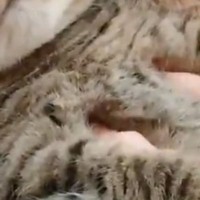 天敵のお姉ちゃんに『モフられていた猫』→表情を見たら……笑ってしまう瞬間に２万いいね「たまらニャいねｗ」「お口がかわいい」と話題