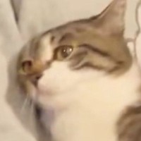 『膝から落ちそうになった猫』をしっかりと抱っこしてあげた結果…尊すぎる『表情の変化』が135万表示「天使すぎ」「大好きなんだろうね」
