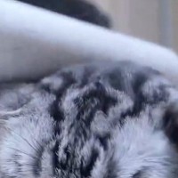頭をマッサージしてもらう猫→気持ちいい場所がずれていたようで…『可愛すぎる行動』が101万表示「違う、違うｗ」「手がめっちゃパーｗ」