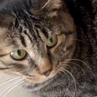 半年前まで『威嚇していた元野良猫』→まるで別猫のような『現在の様子』が尊すぎると１万いいね「甘えたかったんだね」「かわいいい」
